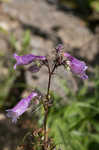 Longsepal beardtongue